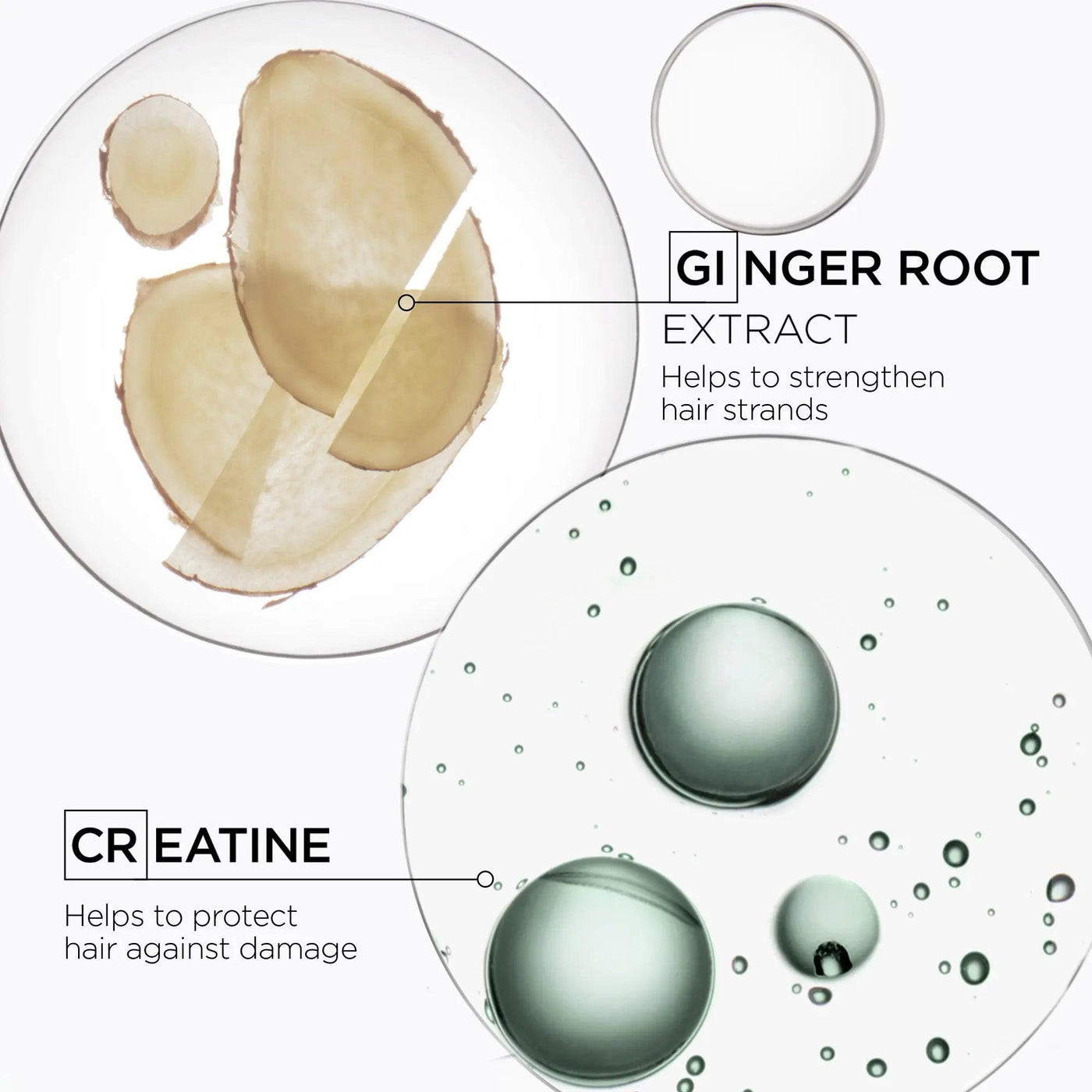Ginger root extract and creatine visual for Genesis Homme shampoo, showcasing benefits for stronger, healthier hair.